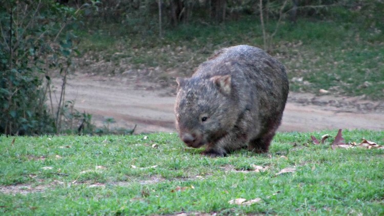 Wombat Parade of Life