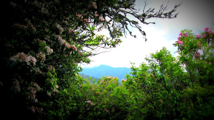 Synchronized Fireflies Part 1